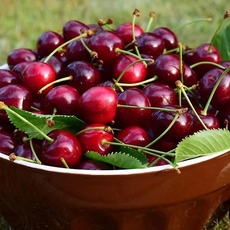 펜션 El Cerro Y El Cerezo *