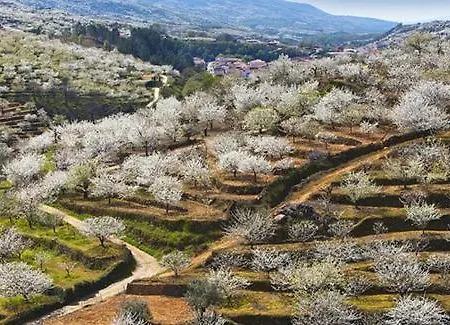El Cerro Y El Cerezo * Navaconcejo