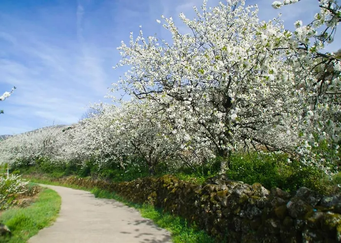El Cerro Y El Cerezo
